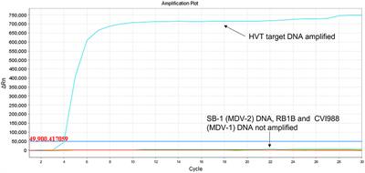 Rapid, Sensitive, and Species-Specific Detection of Conventional and Recombinant Herpesvirus of Turkeys Vaccines Using Loop-Mediated Isothermal Amplification Coupled With a Lateral Flow Device Readout